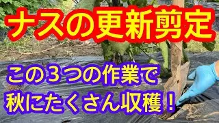 【ナス】真夏にナスを休ませると、10月まで長い間たくさん立派なナスを収穫できます。この３つの作業をするだけで簡単に誰でもできます。ナスの更新剪定の方法を解説します。