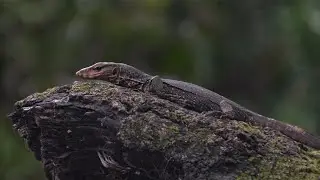 WILD MUMBAI - Part 1 | Nature & Wildlife Cinematic Video | Sanjay Gandhi National Park.