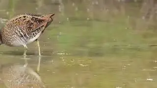 Polluela pintoja (Porzana porzana)