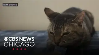 PAWS pet of the week:  Paisley