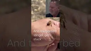 How A Bee Loses Its Stinger! #insects #bees #pestcontrol