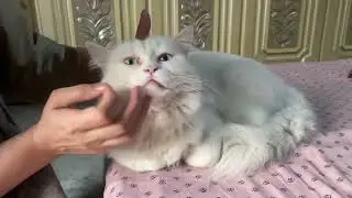 &ldquo;Best Way to Give Medicine to Cats (Tips and Tricks&rdquo;