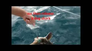 longlining 4 sharks