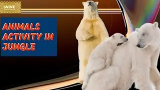 ANIMALS ACTIVITY IN JUNGLE ( That all videos are free copyright )