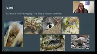 Phylum Mollusca