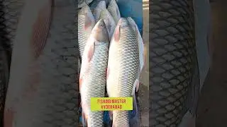 rohu fish common grass crap in winter