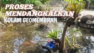 PROSES MENDANGKALKAN KOLAM KOI GEOMEMBRAN #kolamalami #koi 