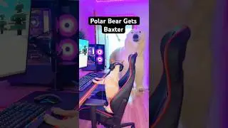 Minecraft Polar Bear Gets Baxter #funnydogs #viralshorts #chihuahua #gaming