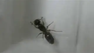 Unknown Ant
