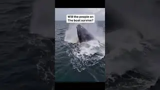 Most biggest whale in the world found in the ocean