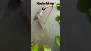 😭 Big monster fish trap🦈🤣| big fish trap | fish video #fish #fishtrap #shorts #ytshorts