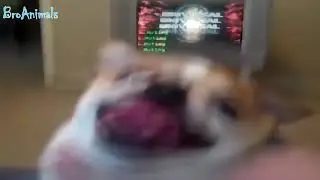 ЗМЕЯ ЕСТ ЧУПА ЧУПС SNAKE EATS CHUPA CHUPS, прико