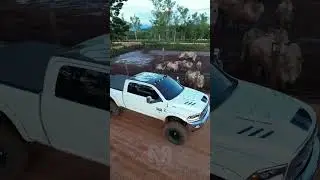 BODONA ROND&Ocirc;NIA Fazenda Juliana (80 mil bois, maior confinamento de Rond&ocirc;nia) #dodge #fy #agro #ram
