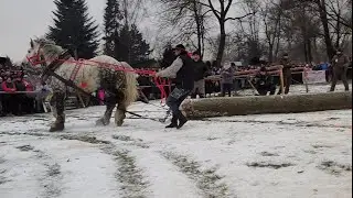 Wengіеrska Gоrka 1.02.2026 Довжина 15 Метрів 1.70 куба вага 1300 кг Частина перша Проба в поєдинку.