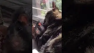 Adorable Cat and Rat Become BFFs