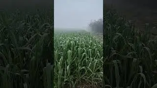 Organic Wheat Growth #farming
