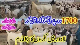 AD Cattle Farm | Bakra Farm in Lahore | Pure Desi Bakra | Bakra Eid 2025
