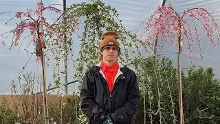 Weeping Cherry