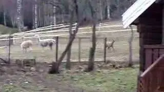 Alpaca playtime