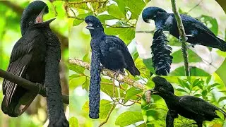 long-wattled umbrellabird (Cephalopterus penduliger) is an umbrellabird in the Cotingidae family.