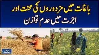 Daily Wage Laborers | Citrus Orchards Work | Low Pay Complaints Punjab - Aaj Pakistan News
