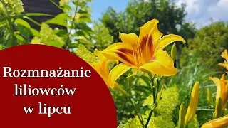 ROZMNAŻANIE LILIOWCÓW W LIPCU 🌺JEDNAK SĄ MIEJSCA NA NOWE ODMIANY