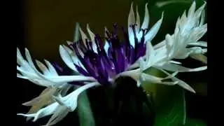 Centaurea Montana Purple Heart flower blooming timelapse
