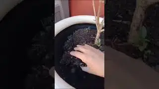 Aretillo, fucsias, aljaba o pendientes de la reina en maceta 💗💜