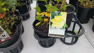 Whats Available at the Swap Meet 25/01/2026 - Wonthaggi