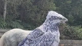 Hippogriff Magical Lessons in UNIVERSAL STUDIOS JAPAN 