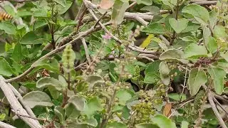तितली का जीवन चक्र Part -5 #butterflylifecycle #nature #तितलीकाजीवनचक्र #gardening #gardenplants