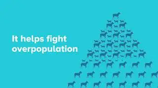 Spay and Neuter Awareness Month
