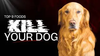 9 Foods That Can Kill Your Dog
