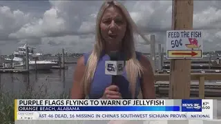 Purple Flags at Orange Beach, jellyfish everywhere