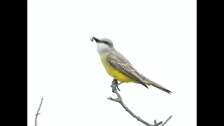Birding in the June Gloom
