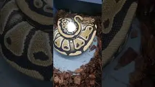 #ballpython #snake #reptile #ballpythons #python #viral #egg #baby #reptiles #reptile