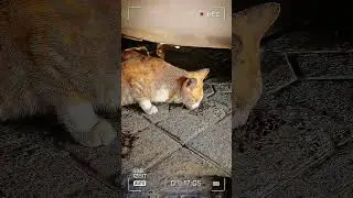 Al hombre nada en la tierra lo puedo saciar. Solamente cuando se dirige a Dios queda satistecho