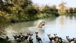 Gazelle Faces Off Against Wild Dogs and a Hippo, Infront Of Tourists