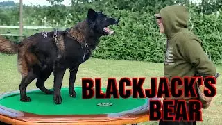 Protection Training With Belgian Malinois 