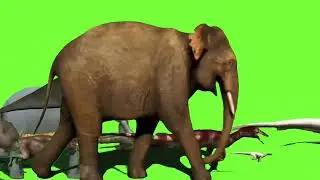 Big animal stampede green screen 