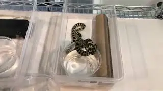 Setting up baby carpet pythons