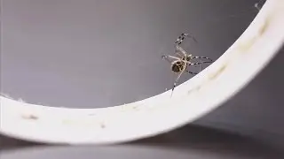 Spider silk could hold secrets for new materials