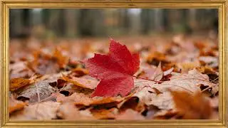 The First Frost Crisp White Edges on Deep Red Leaves
