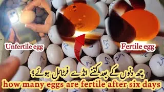 Fertile eggs checking time period | egg fertile hai ya nahi kab check kary | egg fertile mothed