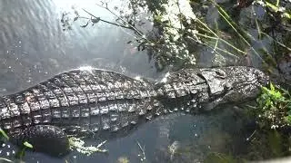 Mom alligator moves around her chirping baby in The Villages, Florida