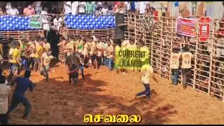 bahubali group jallikattu