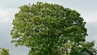 TREESOUNDS HELP YOU TO RELAX AND SLEEP FAST.