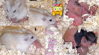 MOTHER HAMSTER decided to EAT her BABIES after all 😭🤯