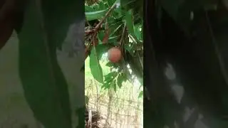 chikko fruits (sapodilla ) 😋