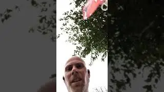 Pacing Flag Stuck in Tree